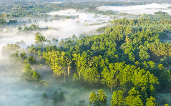 High view of fog over trees