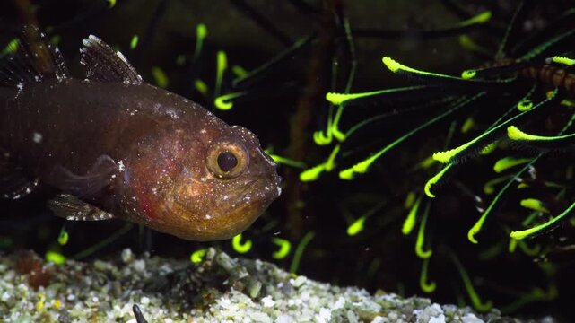 Mouth brooding Weedy Cardinalfish (Foa fo) aerating eggs. AKA: Samoan Cardinalfish, Samoan Fo. Filmed in Anilao, Philippines.
