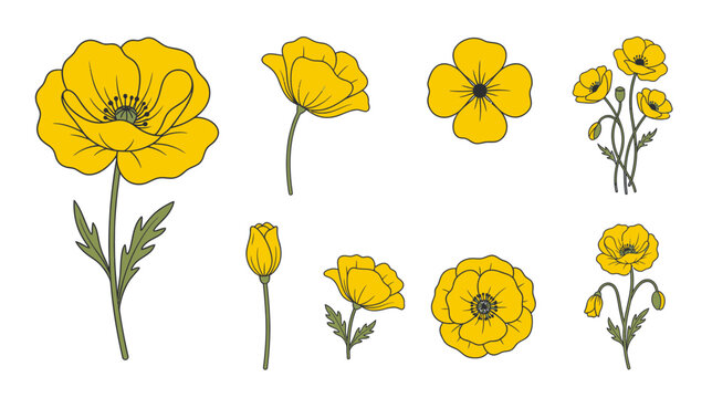 Collection of Yellow Poppy Flowers and Buds