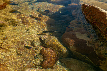 sea turtle on a coral reef © PedroHenrique