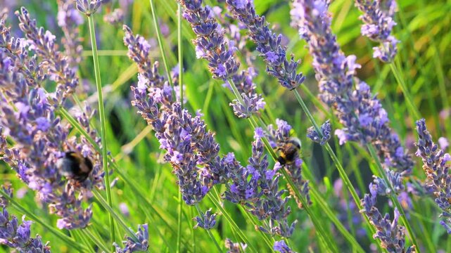 Lavender flowers close up in a field as bumblebees collect nectar. Purple bushes sway in the wind on a sunny summer day, showcasing violet blossoms and insects in a nature background.
