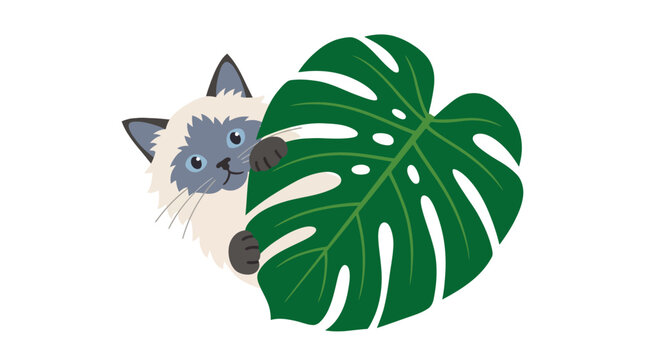 Playful Siamese kitten peeking from behind a large green monstera leaf, isolated on white background
