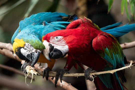 Guacamayos de colores posados juntos sobre una rama