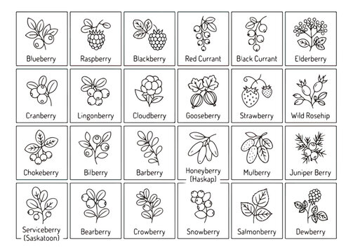 Minimalist botanical berry icons, set of 24 hand drawn wild berry line art illustrations, black and white fruit sketches for organic food packaging