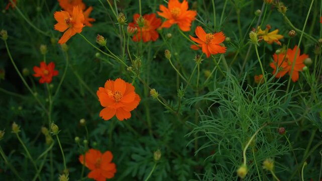 Yellow and Pink sulfur Cosmos flowers blooming in the garden of the nature background.