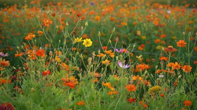 Yellow and Pink sulfur Cosmos flowers blooming in the garden of the nature background.