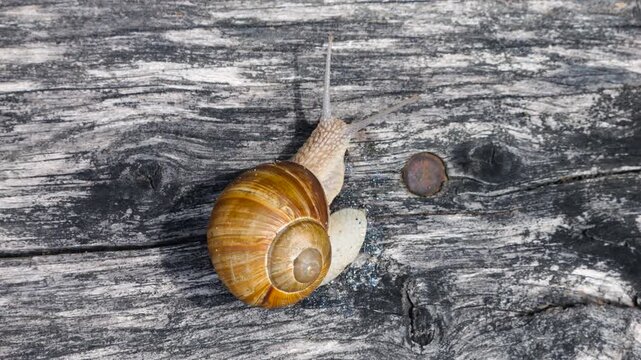 Roman snail crawls slowly on an old wooden surface, moving tentacles while exploring textured gray wood. Warm sunlight illuminates the spiral brown shell in a close-up shot of the land mollusk.