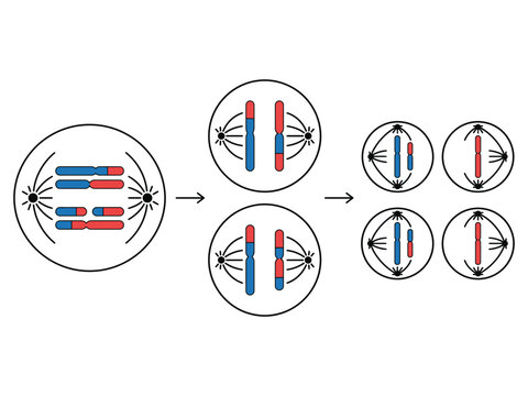 Meiosis cell division stages showing homologous chromosome separation and genetic variation with division genetics reproduction chromosome molecular variation crossover homologous development