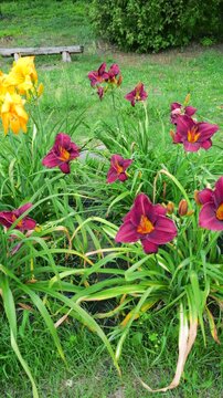 Bright yellow and dark burgundy daylily flowers sway in a green garden. Hemerocallis hybrids bloom near a wooden bench, decorating the natural park landscape on a sunny summer day.