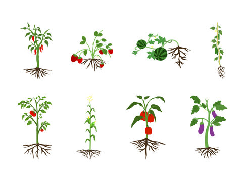 A collection of botanical garden plant illustrations featuring vegetable and fruit plants with visible roots, stems, leaves, flowers, and fresh harvests.
