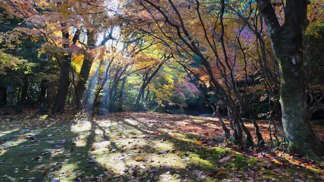 秋の釣耕園　熊本市