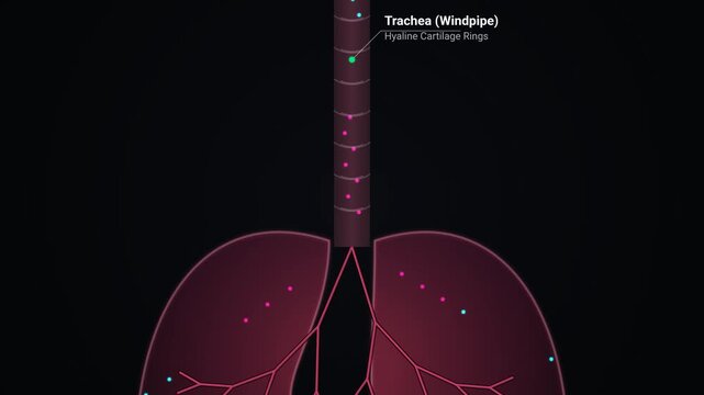 Educational animation of the human respiratory system showing lungs anatomy diaphragm movement and gas exchange mechanism