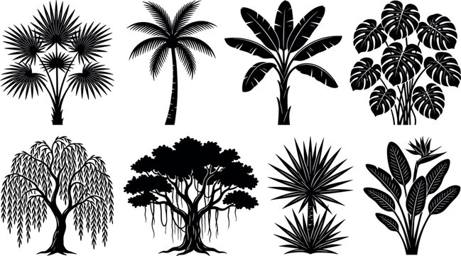 Tropical trees and exotic plants silhouette vector collection featuring palm banana monstera willow banyan and bird of paradise graphics