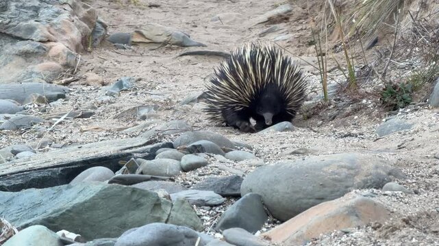 Short beaked echidna (Tachyglossus aculeatus) walking along a sandy track on the Fleurieu Peninsula in South Australia in 4K footage