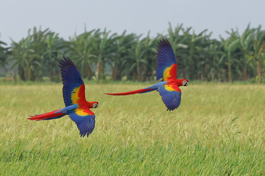 Beautiful scarlet macaws are flying over the green rice fields in the evening.