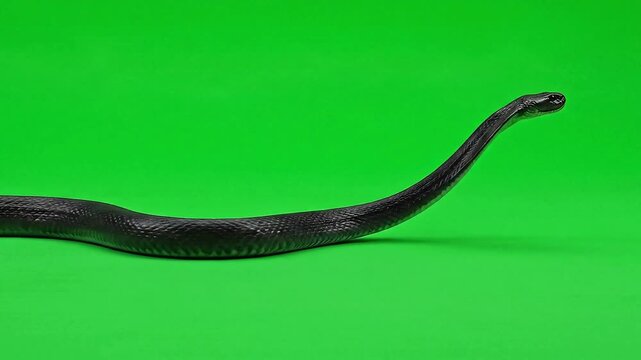 Black snake slithering on green screen background for vfx chroma keying reptile serpent wildlife
