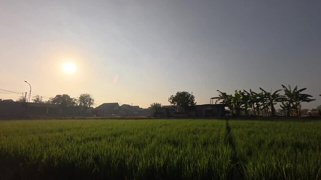 Slow horizontal pan right video of golden hour sunrise silhouette over lush green field with round sun and morning sky.
