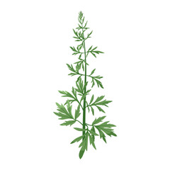 Fototapeta premium Fresh green sagebrush herb vector illustration on a white isolated background.