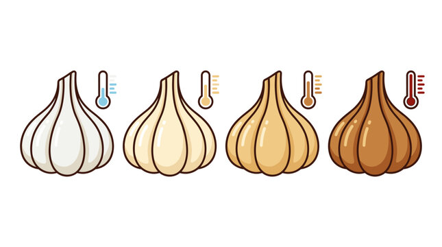 Set of four garlic bulbs with temperature indicators showing fermentation levels from raw to black, healthy food, culinary seasoning, cooking