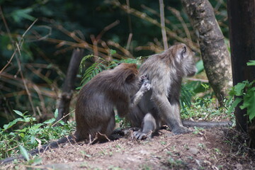 Long Tailed Macaque Pair Engaged in Social Interaction in the Wild © fadholi