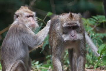 Natural Behavior of Two Long Tailed Macaques Fighting on the Forest Floor © fadholi