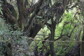 Fototapeta premium tree in the forest
