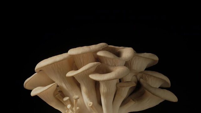 Macro time-lapse of wild mushrooms emerging from the forest floor and moss.