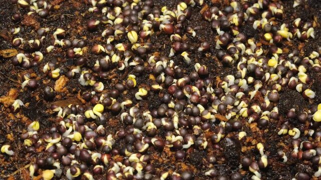 Growing plants time-lapse on dark fertile soil, symbol of business growth and success.