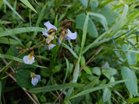 Purple Yam Bean Flower with Morning Dew in Natural Garden