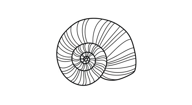 Beautiful spiral snail shell is depicted in a detailed black and white line art illustration showing the natural growth patterns.