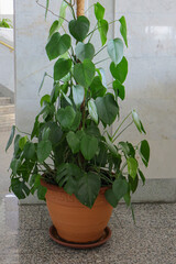 Potted indoor plant with green heart shaped leaves climbing on support pole close up. © gelog67