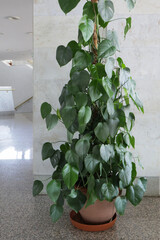 Potted indoor plant with green heart shaped leaves climbing on moss pole vertical shot. © gelog67
