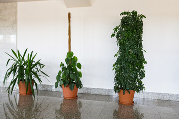 Row of potted indoor houseplants standing against white wall in spacious bright hall. © gelog67