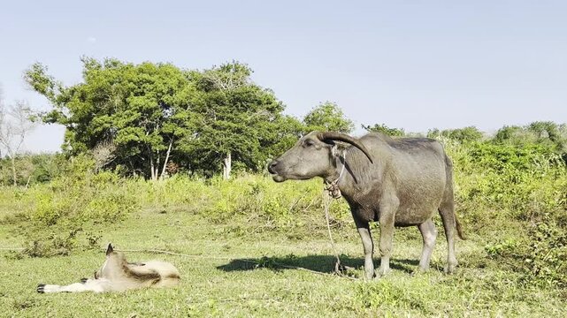 Asian water buffalo standing and resting in a lush green field with trees under a clear sky in the countryside