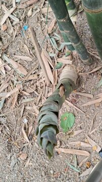 Hand Holding a Young Fresh Bamboo Shoot in Nature