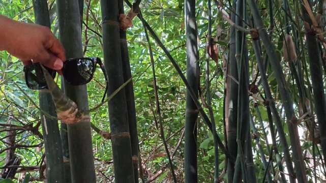 Person Hanging Eyeglasses on a Natural Bamboo Stem