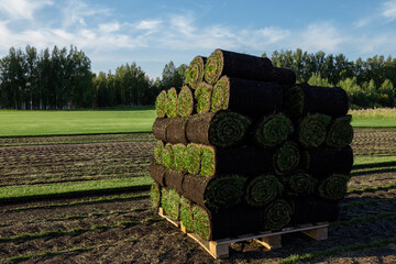 Naklejka na ściany i meble Close up top view of stacked sod turf rolls arranged in rows on pallet