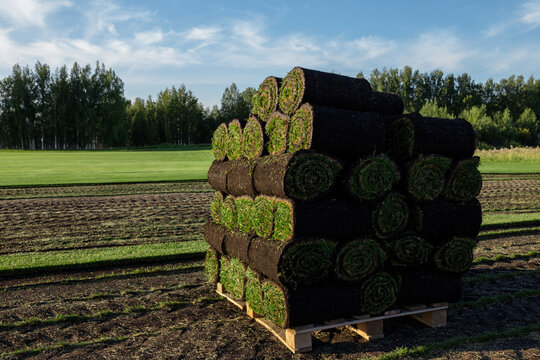 Close up top view of stacked sod turf rolls arranged in rows on pallet