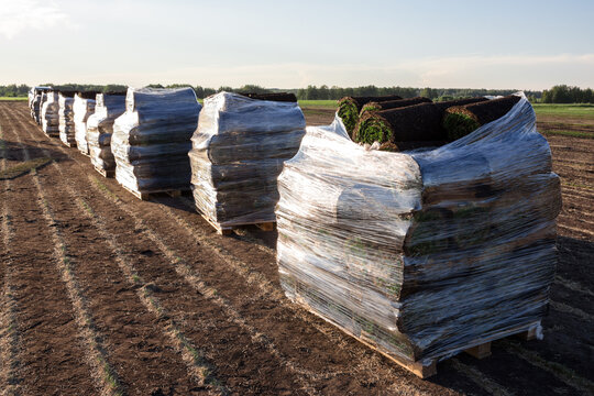 Rows of white wrapped sod turf pallets standing in plowed agricultural field