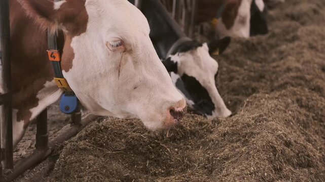 cows ear tags eating hay in barn stall, Herd cattle feeding, animal nutrition, modern dairy indoor farm life, husbandry practices, technology traceability, feeding time, organized management livestock
