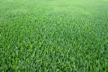 Fototapeta premium Close up view of fresh green turf field texture growing on sod farm