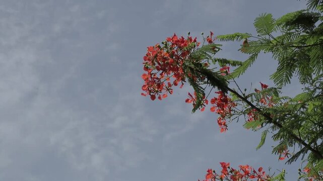 Low angle view of vibrant red peacock flowers on branches with green leaves against cloudy sky background. Tropical summer nature copy space.