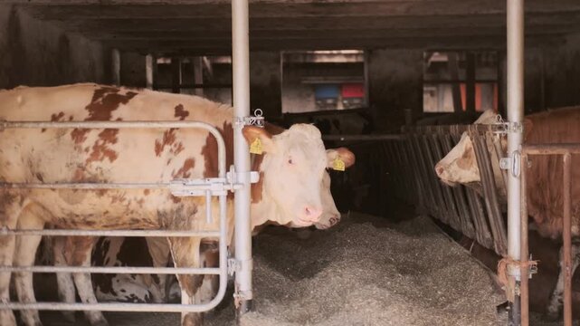 cows ear tags eating hay in barn stall, Herd cattle feeding, animal nutrition, modern dairy indoor farm life, husbandry practices, technology traceability, feeding time, organized management livestock