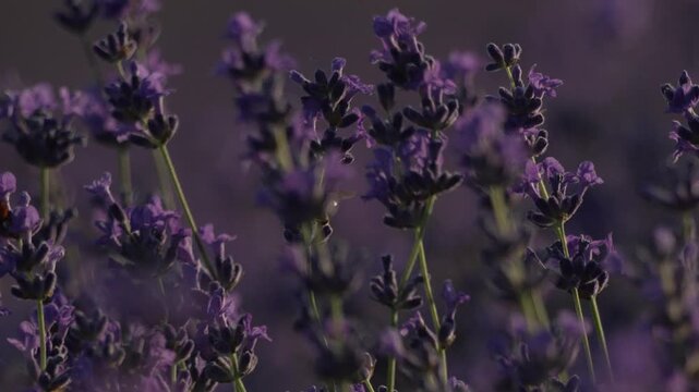 Lavender bee ladybug blooming in field for aromatic botanical nature background with close up detail in summer