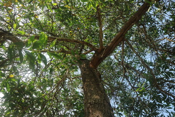 Fototapeta premium Majestic canopy of a vibrant green tree stretching towards the bright sky, offering a serene perspective of nature's towering beauty and lush foliage
