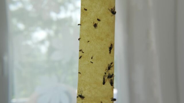 Close up flies trapped on sticky paper ribbon inside home, insects at home control method, pest infestation, glue trap with dead flies, hygiene and sanitation, summer nuisance and domestic environment