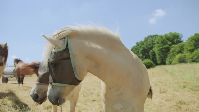horses fly masks, summer pasture, insect protection, modern equestrian practices, health prevention, equine welfare, grazing animals, countryside landscape, horse care, outdoor livestock management