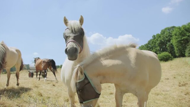 horses fly masks, summer pasture, insect protection, modern equestrian practices, health prevention, equine welfare, grazing animals, countryside landscape, horse care, outdoor livestock management