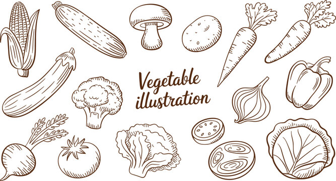 Set of hand drawn sketch style healthy fresh vegetables and vector illustration with text elements