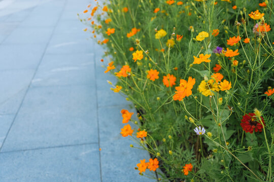 Flowerbed with garden cosmos flowers in city courtyard in summer twilight